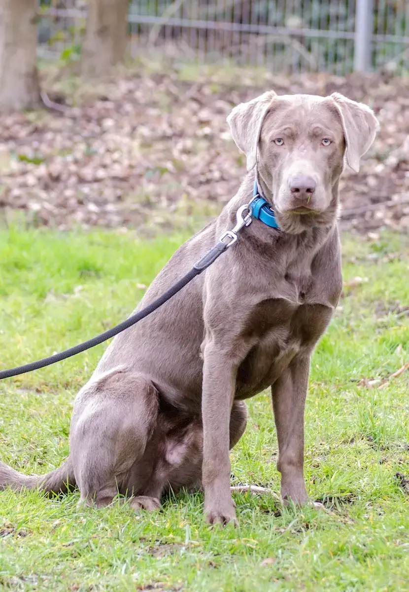 Charly - Labrador Retriever - Bild 3