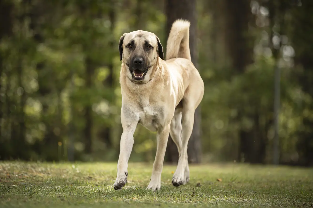 Herbert - Kangal-Hirtenhund - Bild 2