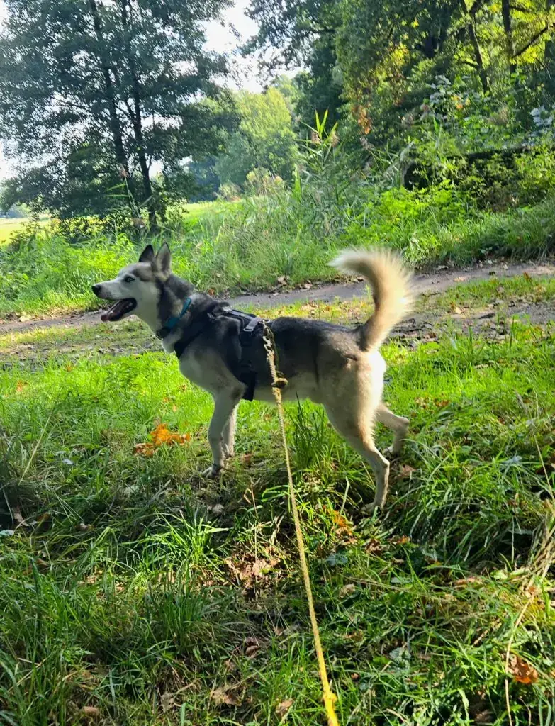 Siberian Husky Indiana