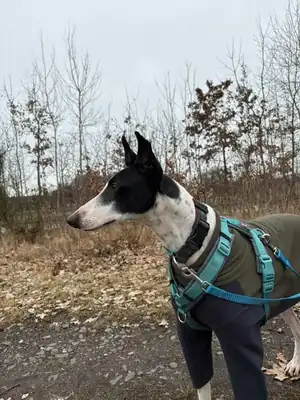 Faraon – Galgo Español – Bild 3