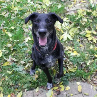 Neo - Labrador Retriever - Bild 5