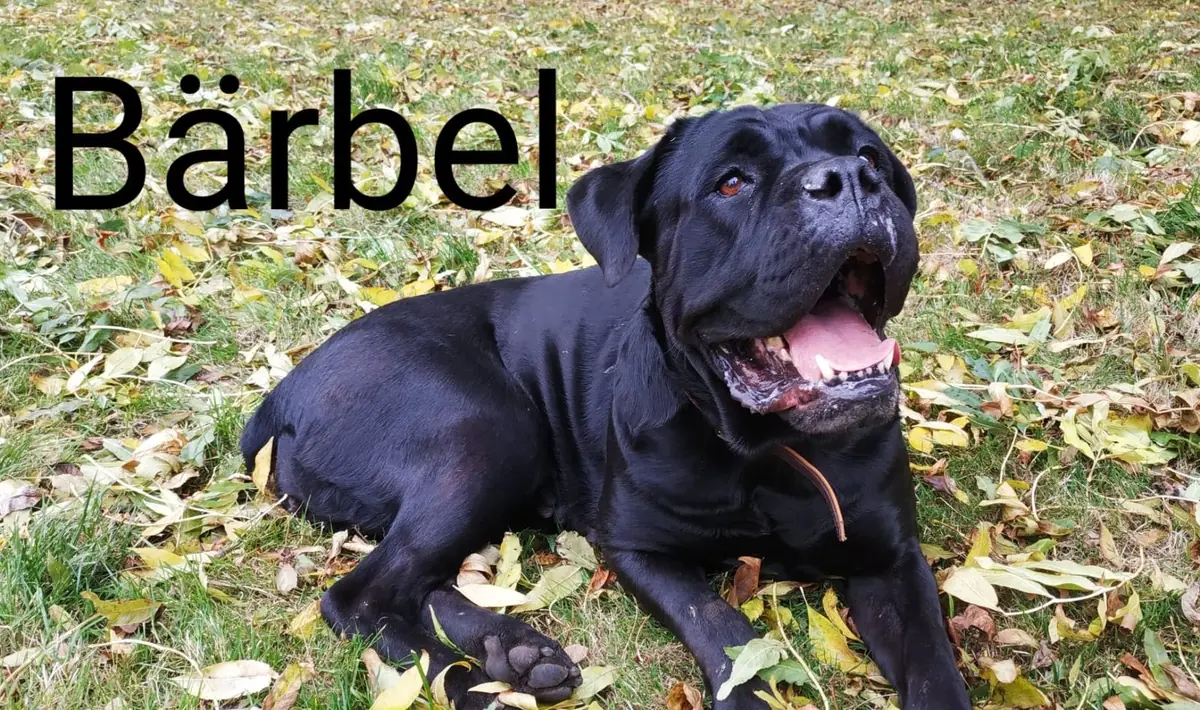 Bärbel -  - Bild 3