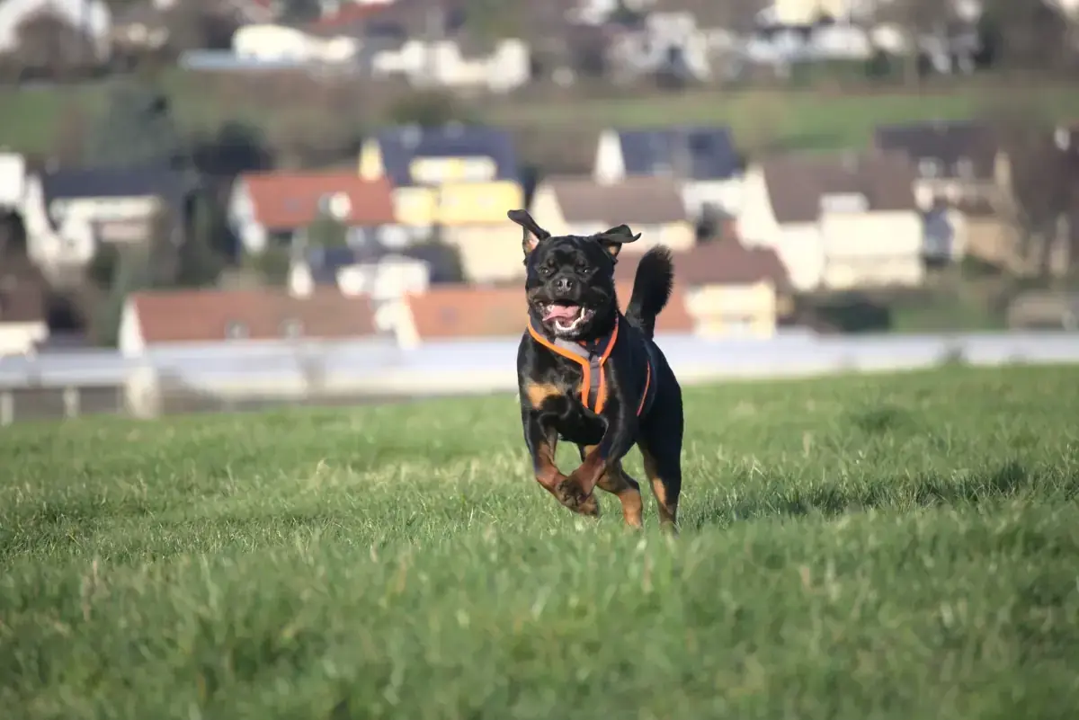 Eick - Rottweiler - Bild 3
