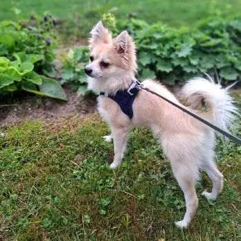 Charly - Chihuahua - Bild 1