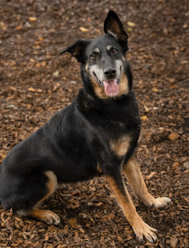 Clementine - Deutscher Schäferhund - Bild 3