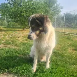 Georgie -  - Bild 3