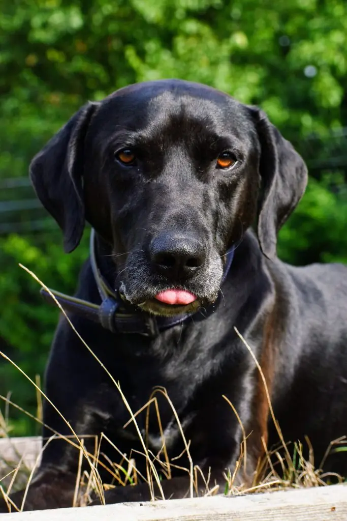 Vito - Labrador Retriever, Dobermann - Bild 8