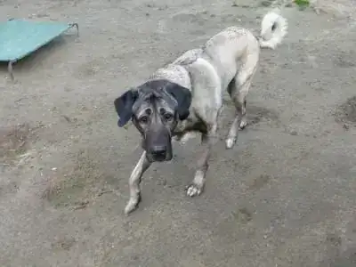 Pascha – Kangal-Hirtenhund – Bild 3