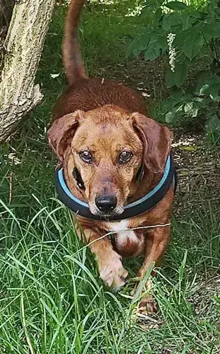 Wago - Dackel - Bild 4