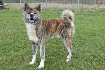 Ayuba – Akita – Bild 2