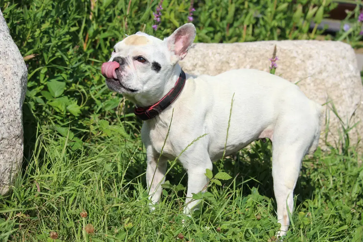 Dolly - Französische Bulldogge - Bild 6