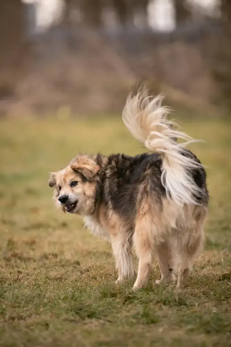 Mirko -  - Bild 5