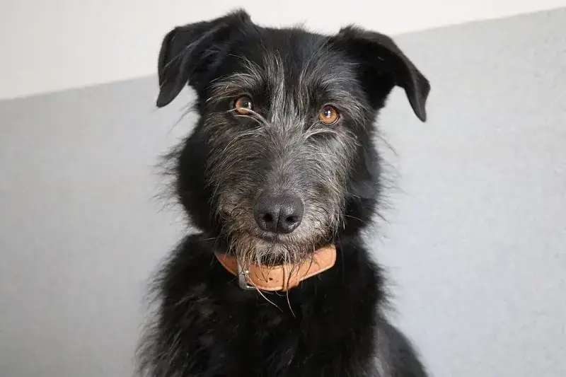 Tinka -  - Bild 2