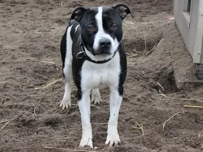 Dom – American Staffordshire Terrier – Bild 2