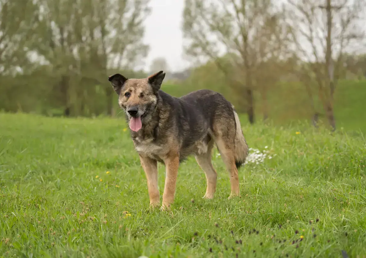 Hund Darius