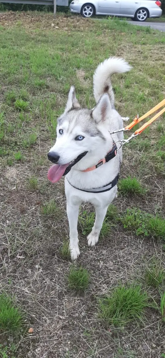 Ice - Siberian Husky - Bild 14