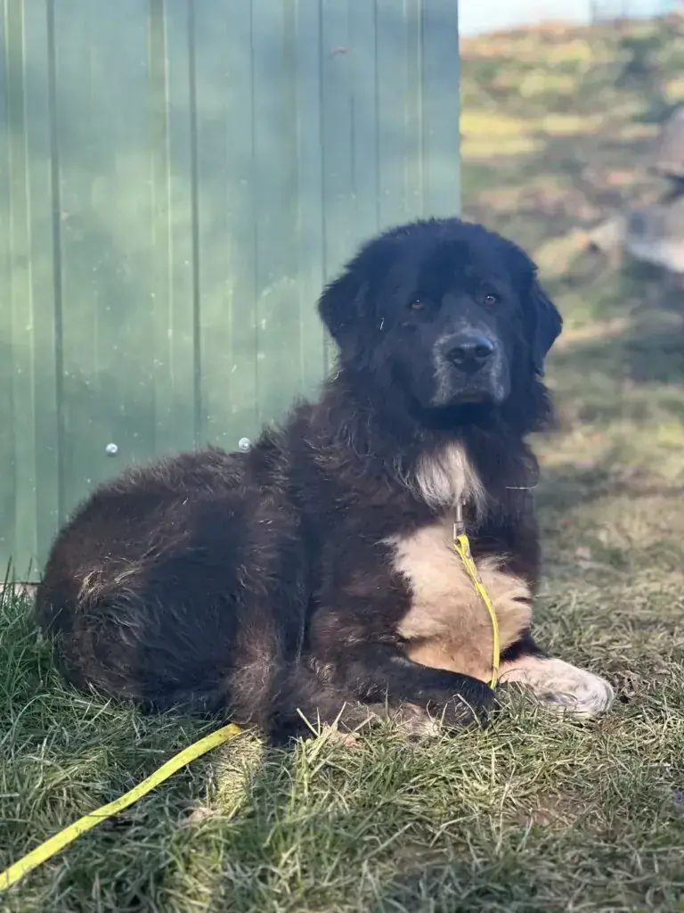 Odin -  - Bild 1