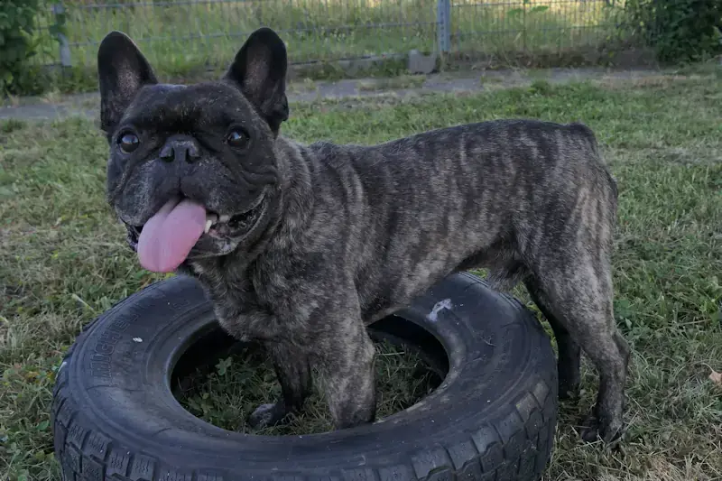 Franz - Französische Bulldogge - Bild 3