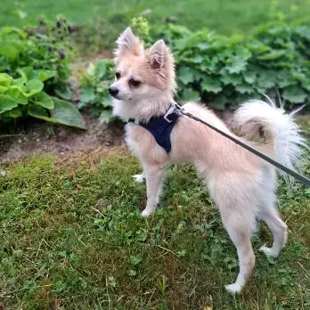 Deutsche Spitze, Chihuahua Charly