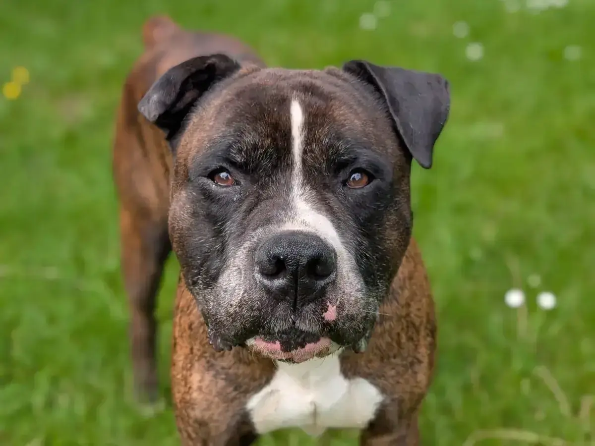 Deutscher Boxer-Mix Oskar