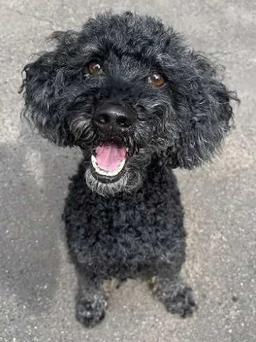 Blacky - Pudel - Bild 2