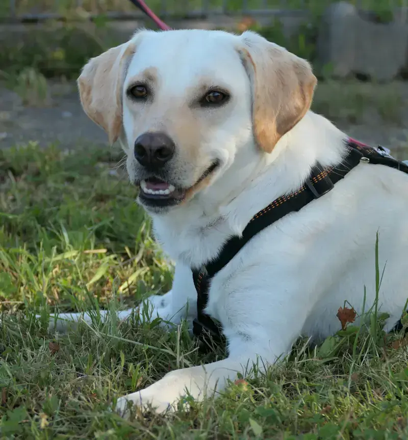 Sansa - Labrador Retriever - Bild 1
