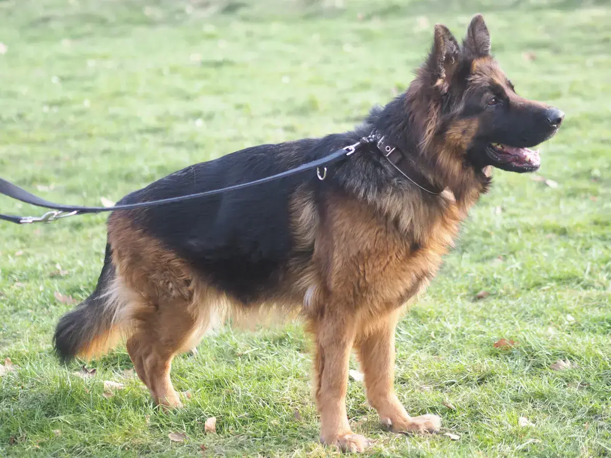 Julia - Deutscher Schäferhund - Bild 2