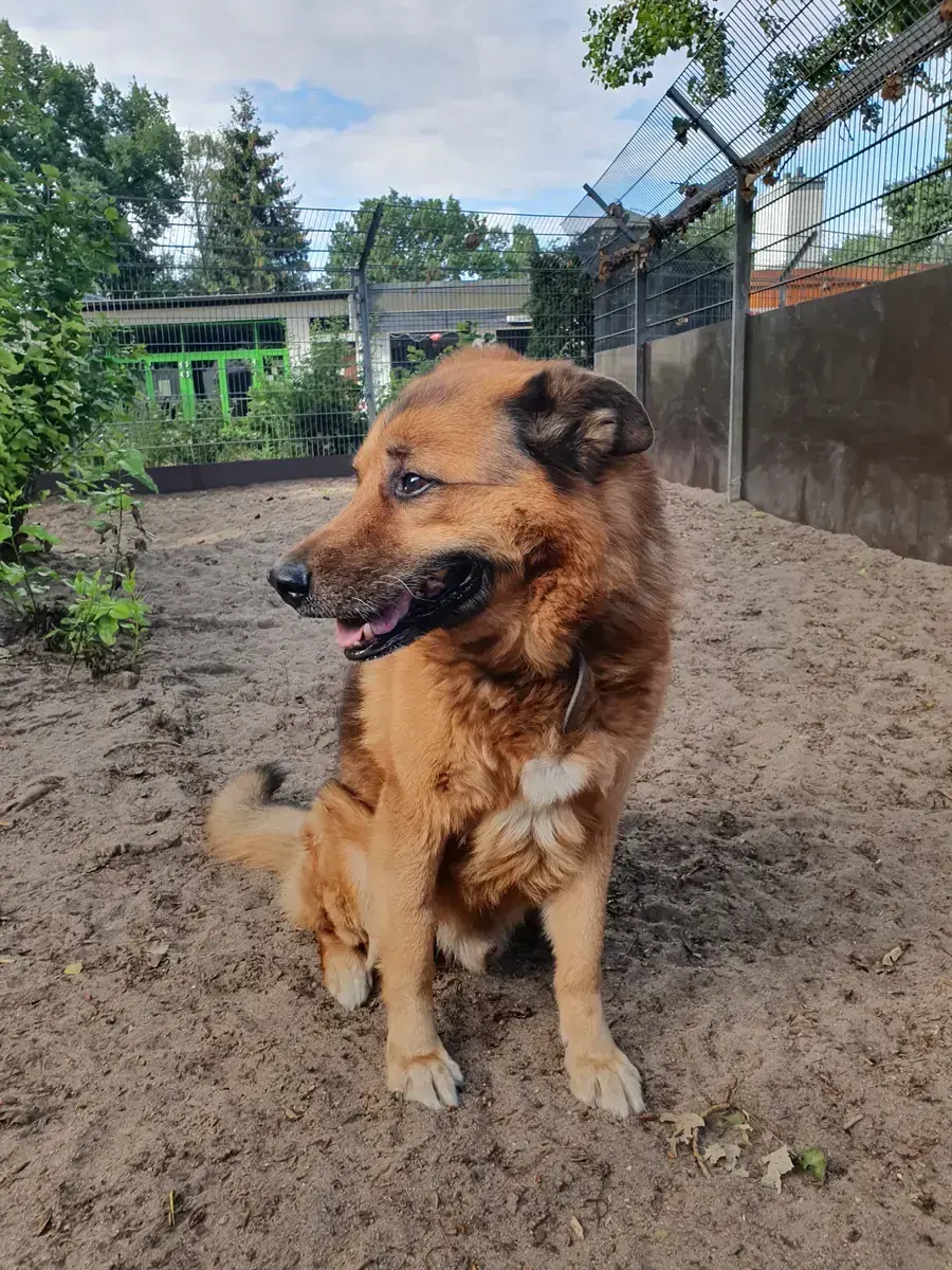 Joussi - Deutscher Schäferhund - Bild 4