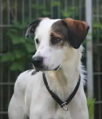Benny – Hund – Bild 5