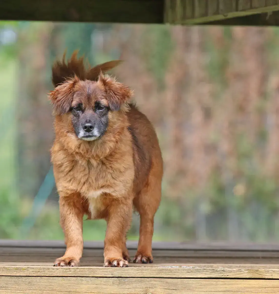 Gino -  - Bild 5