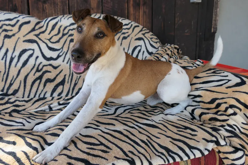 Ramses - Foxterrier Drahthaar - Bild 1