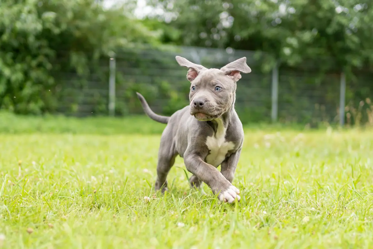 Lia - American Staffordshire Terrier - Bild 2