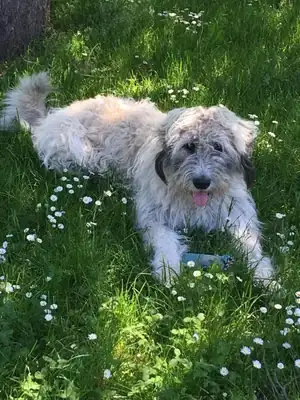 Laika – Komondor – Bild 3