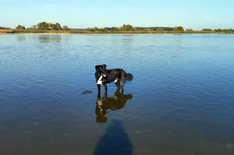 Cody -  - Bild 2