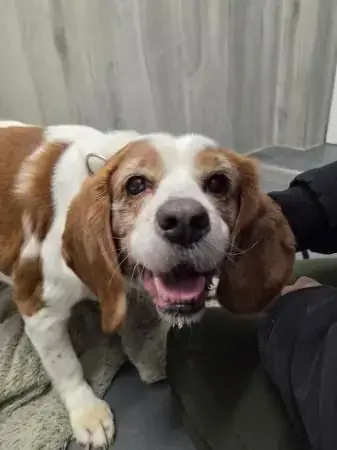 Balu - Deutscher Schäferhund - Bild 1