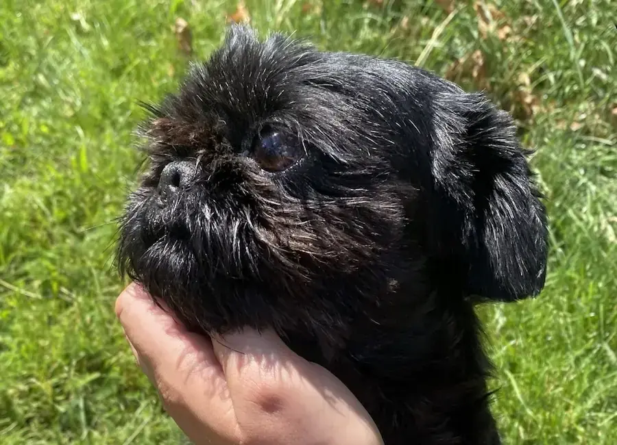 Betty - Shih Tzu - Bild 2