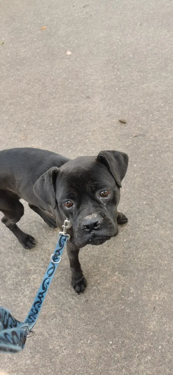 Bonnie - Cane Corso Italiano - Bild 14