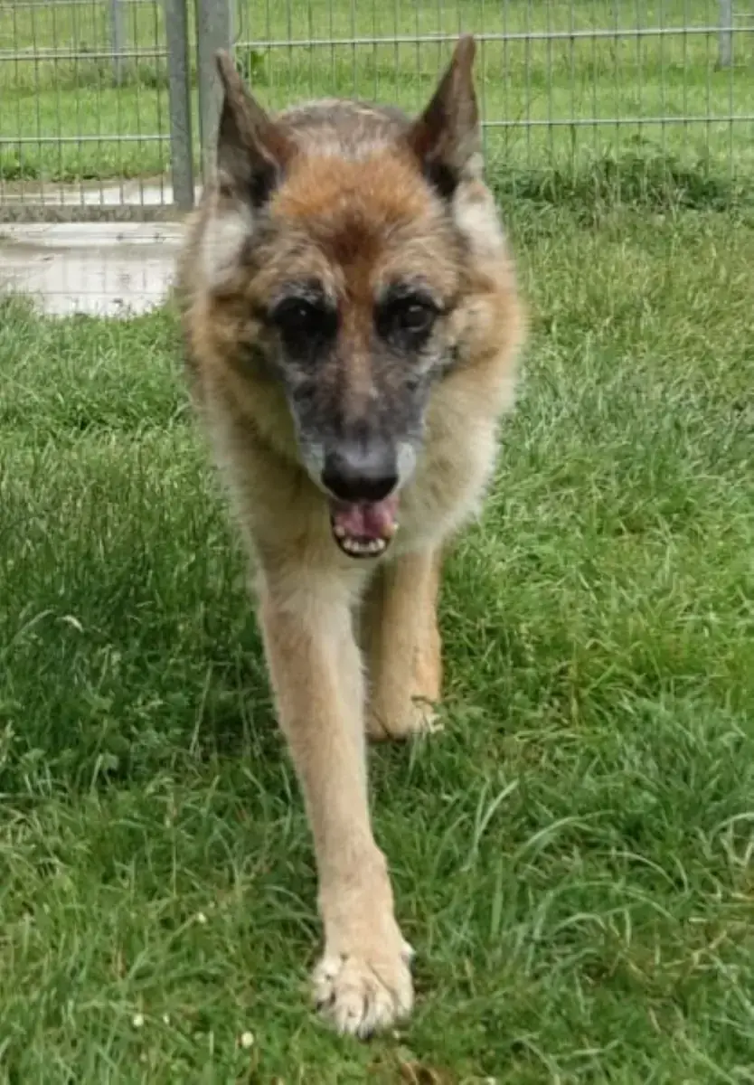 Akeela - Deutscher Schäferhund - Bild 3