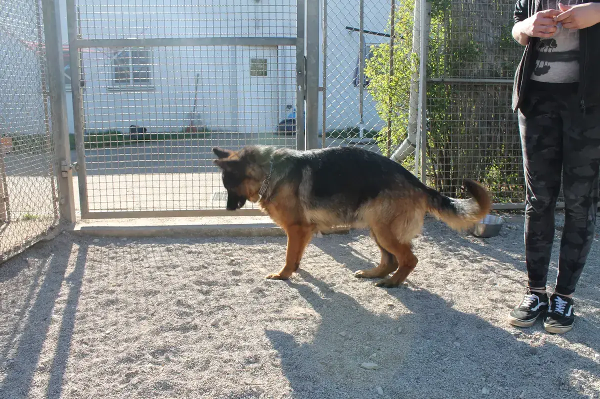 Ella - Deutscher Schäferhund - Bild 3