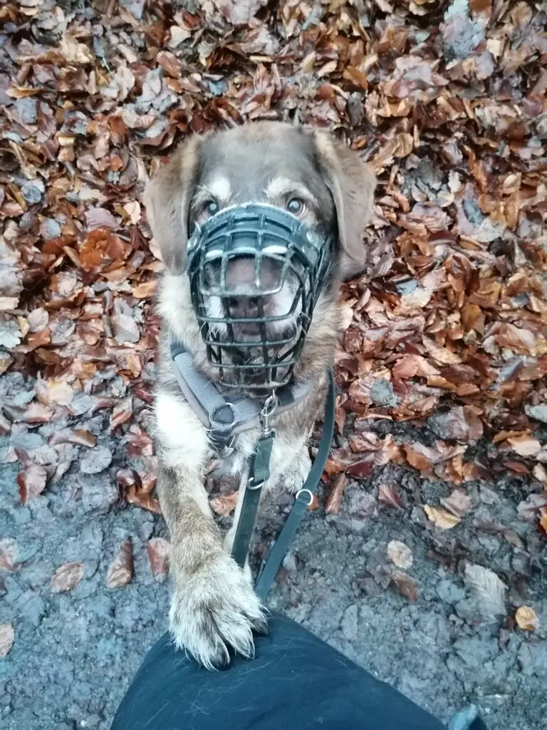 Max -  - Bild 5