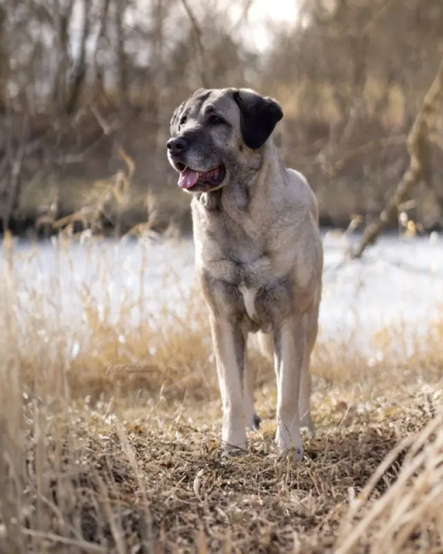 Naz - Kangal-Hirtenhund - Bild 11