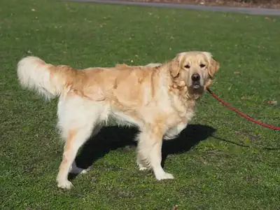 Nelson – Golden Retriever – Bild 7