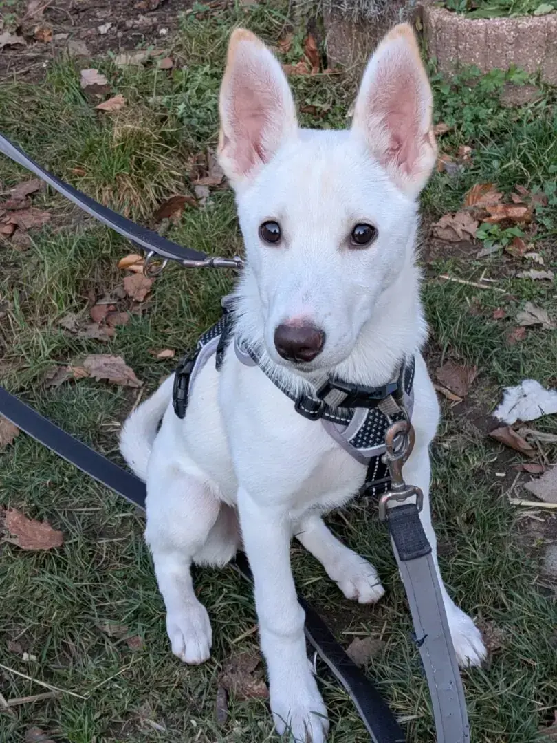 Kira -  - Bild 3