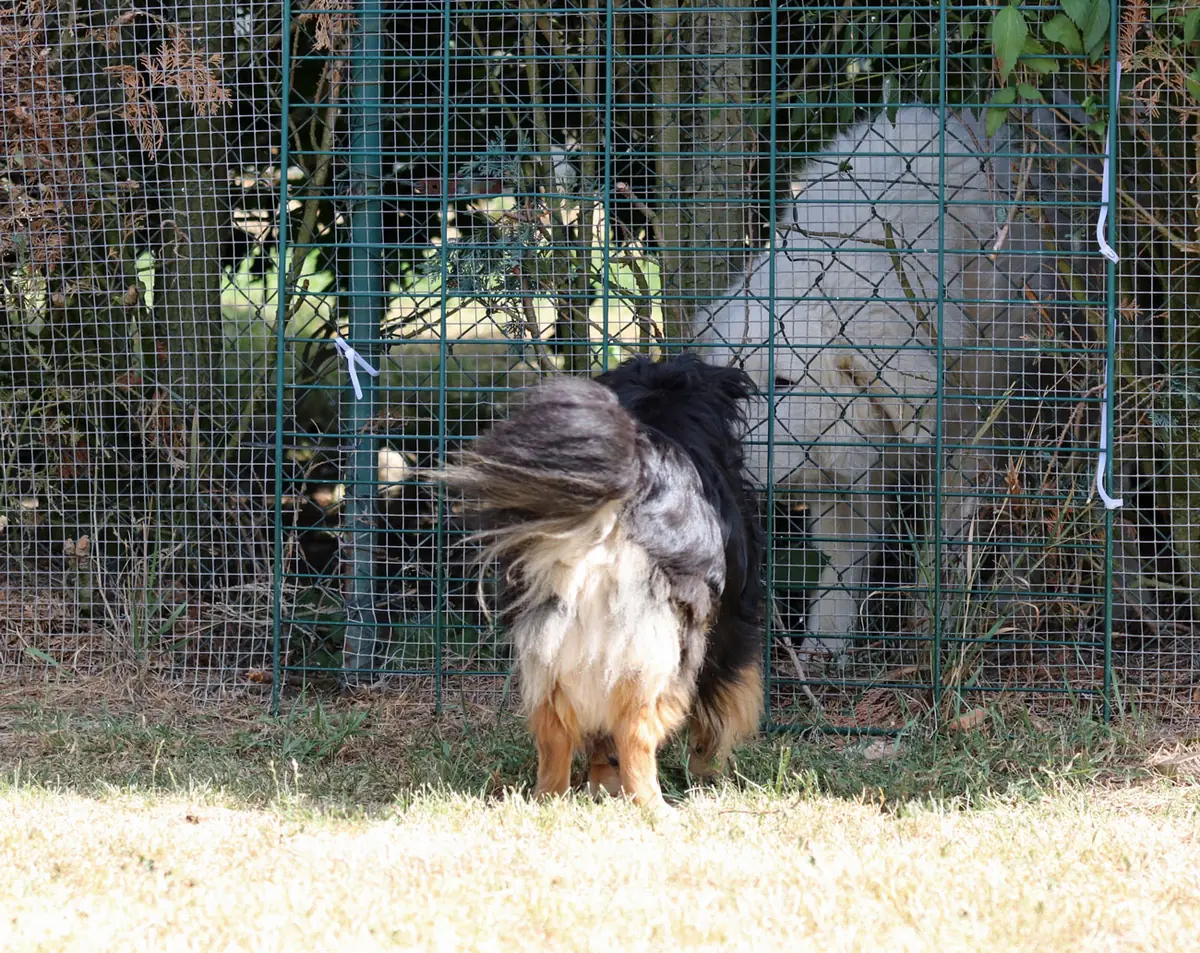 Buddy -  - Bild 10