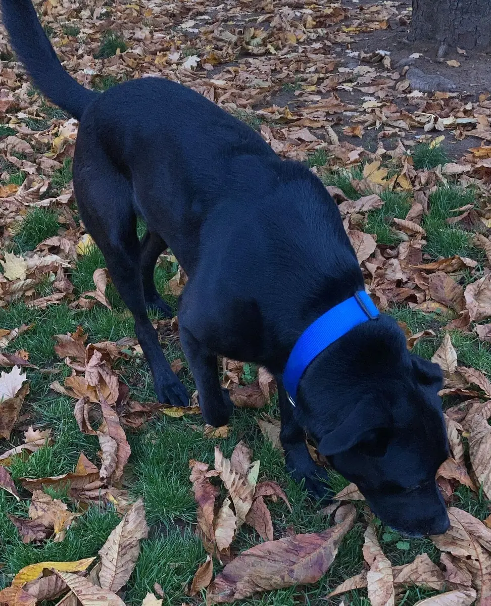 Yoshi - Labrador Retriever - Bild 18