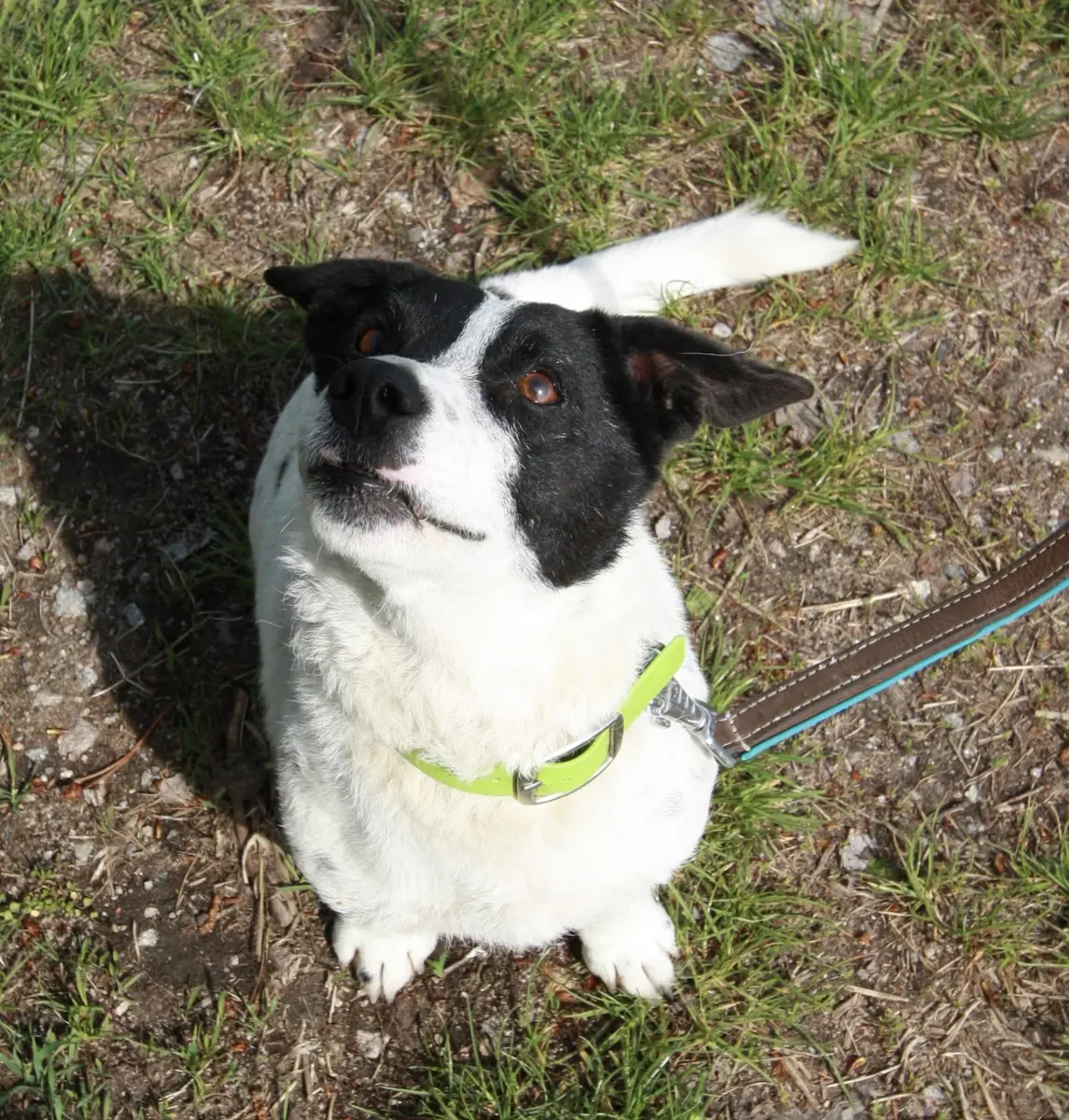 Hugo -  - Bild 3