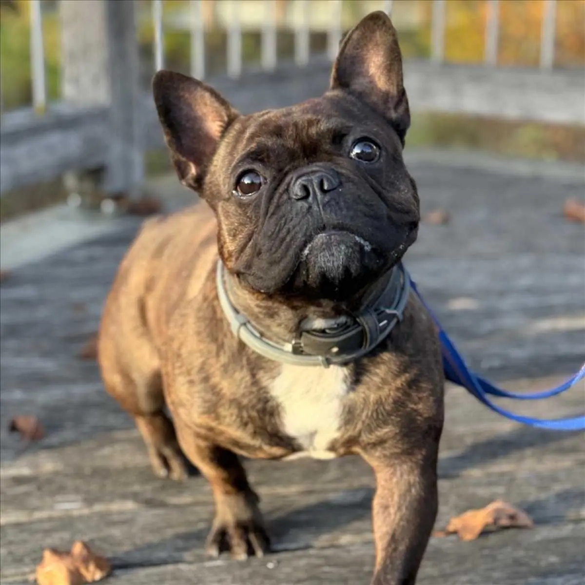 SMOKY - Französische Bulldogge - Bild 2