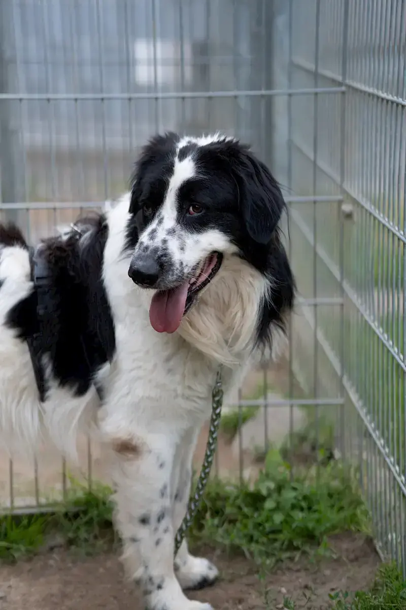 Pongo -  - Bild 10