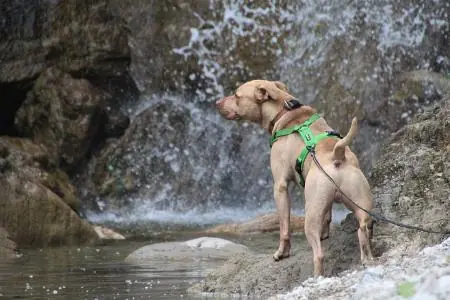 Ace - American Staffordshire Terrier - Bild 3