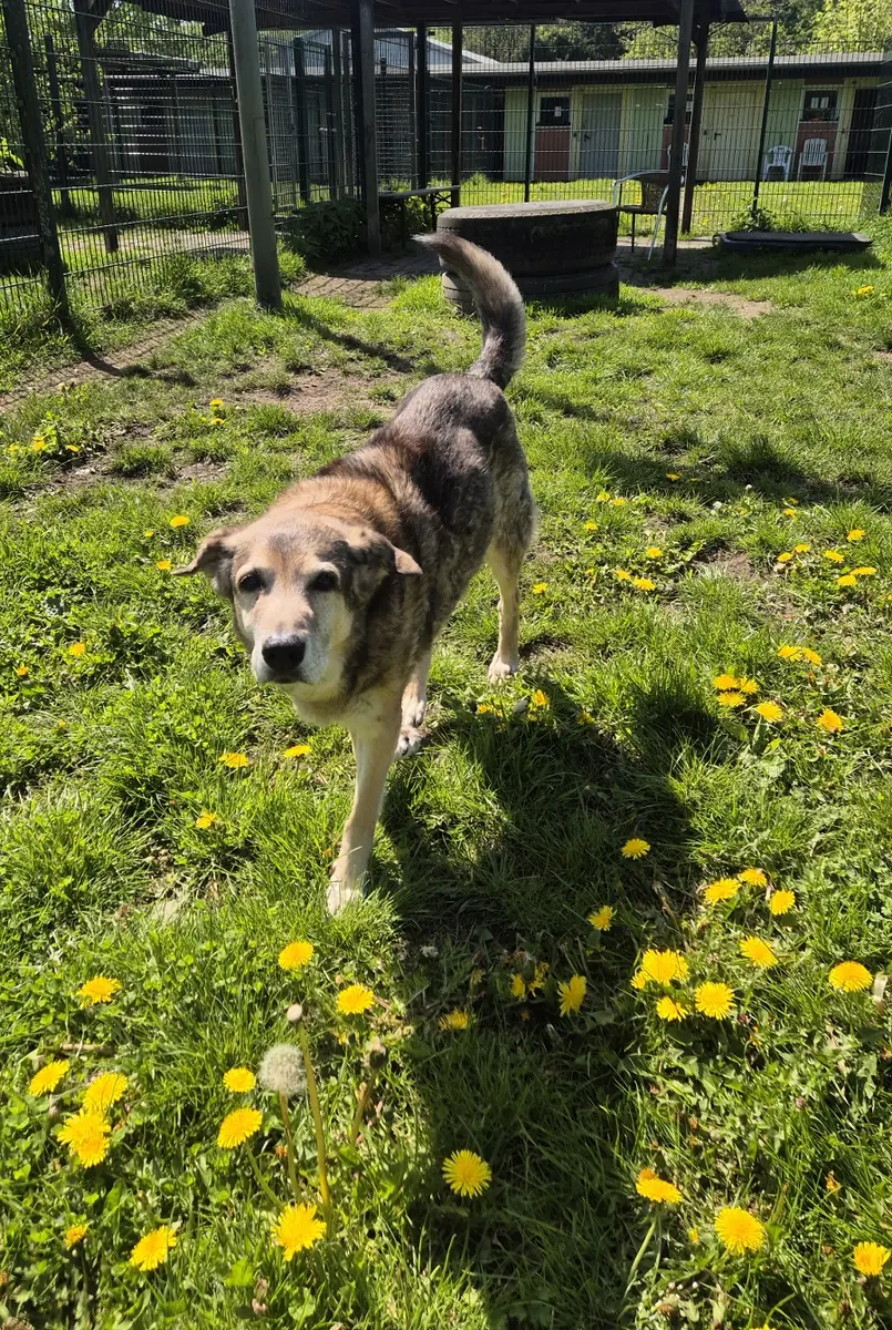 Ron -  - Bild 3
